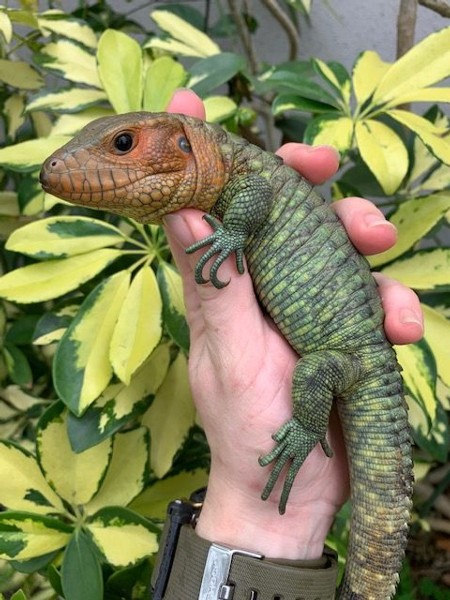 caiman lizard