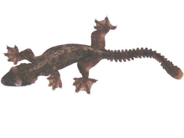 gecko fly