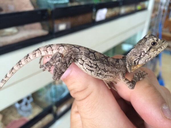 frilled dragon