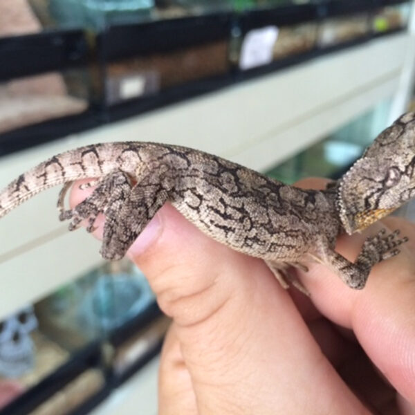 frilled dragon