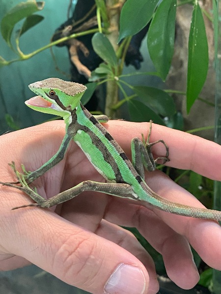 Laemanctus Serratus