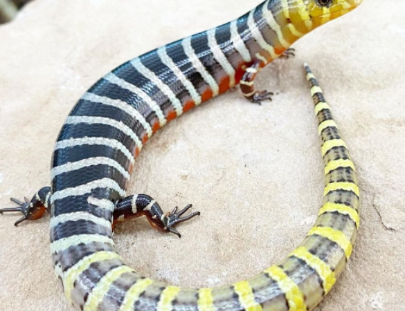 brazilian galliwasp
