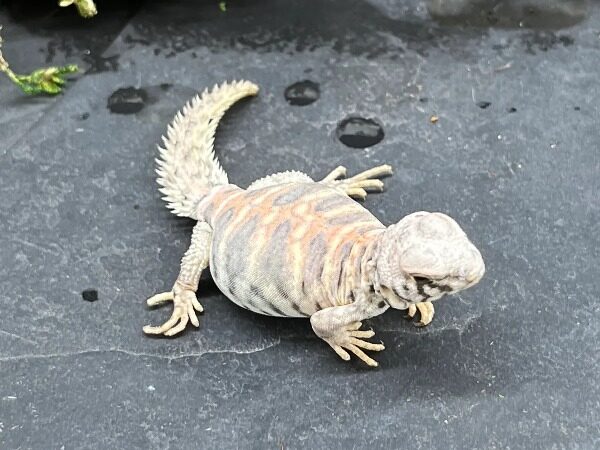 ornate uromastyx