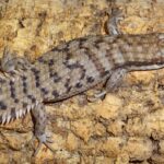 Buy Pigmy Spiny-Tailed Skink Online