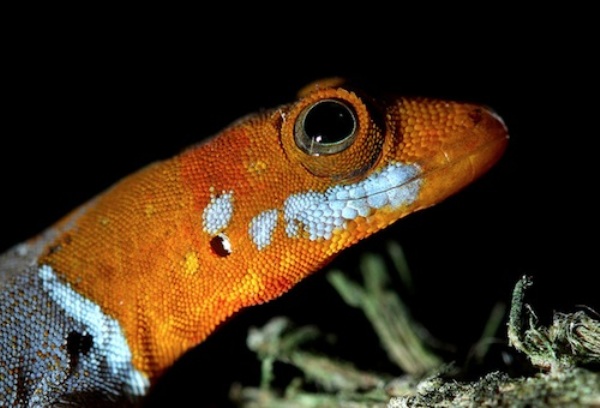orange leopard gecko