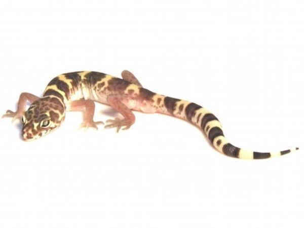 texas banded gecko