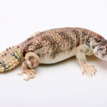 uromastyx lizard