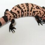 gila monster for sale