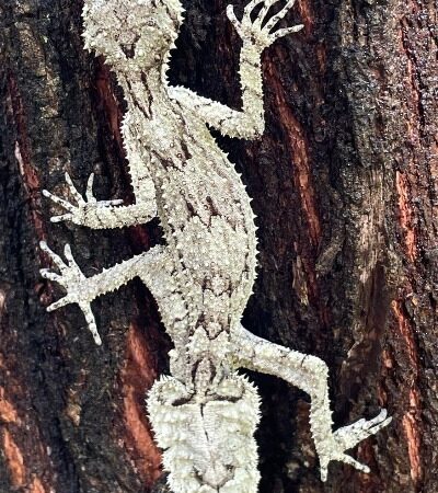 Buy Saltuarius Swaini Leaf-Tailed Gecko