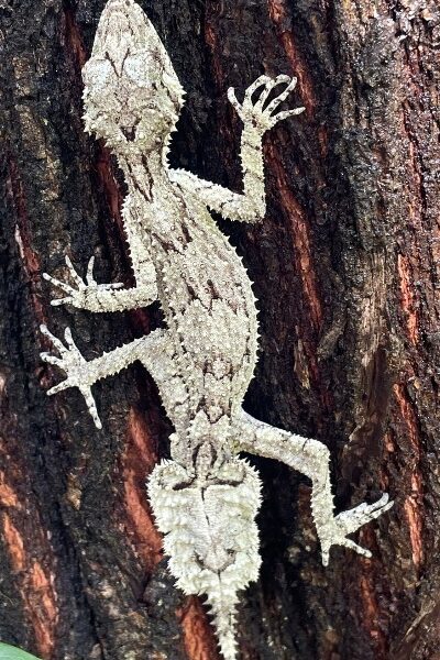 Buy Saltuarius Swaini Leaf-Tailed Gecko