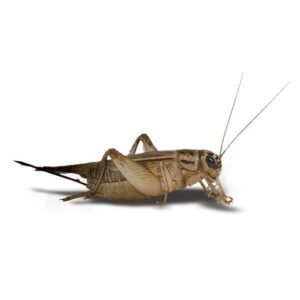 crickets for sale