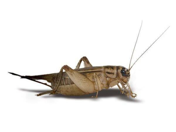 crickets for sale
