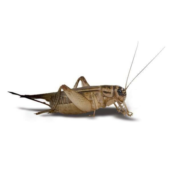 crickets for sale