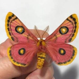 saturniidae eochroa