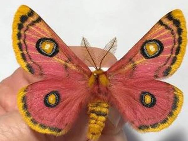 saturniidae eochroa