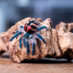 brazilian jewel tarantula for sale