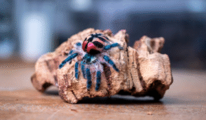 brazilian jewel tarantula for sale