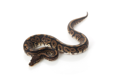 Black Pastel Ball Python