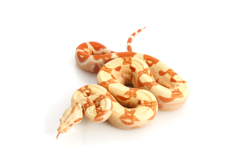 Albino Columbian Boa