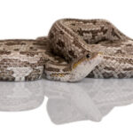 Bairds Rat Snake