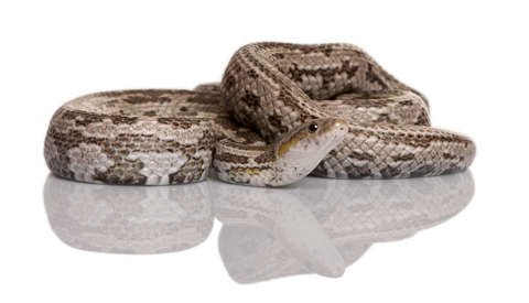 Bairds Rat Snake