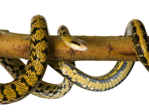Beauty Rat Snake