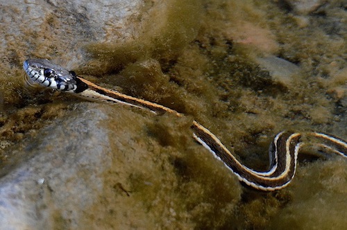 Black Necked Garter Snake