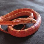 Blood Red Corn Snake