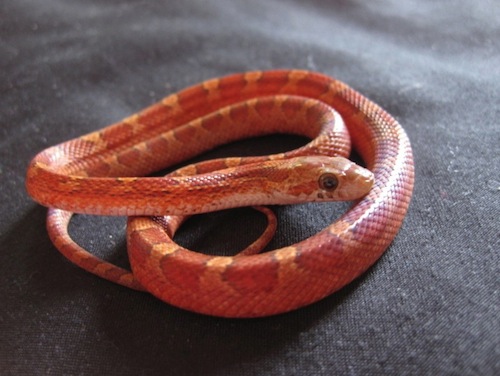 Blood Red Corn Snake