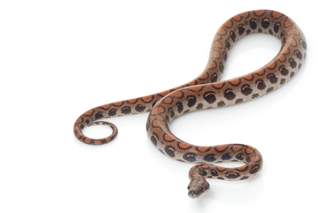 Brazilian Rainbow Boa