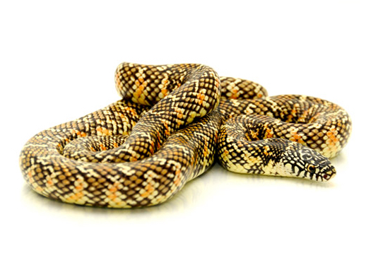 Brooks King Snake