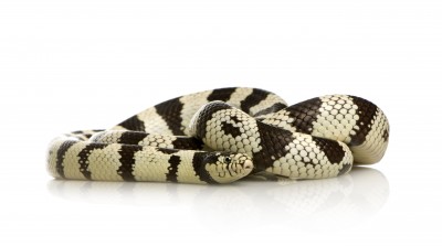 California King Snake