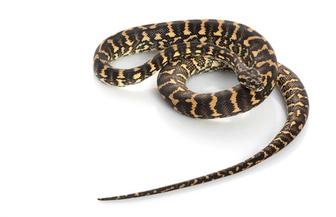 Coastal Carpet Python