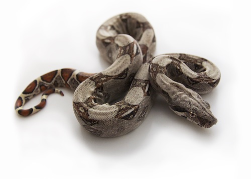 Columbian Red Tail Boa