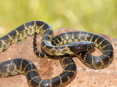 Desert King Snake