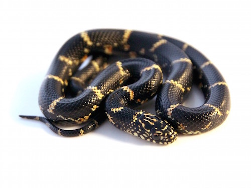 Eastern Chain King Snake
