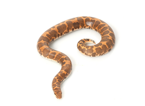 Egyptian Sand Boa