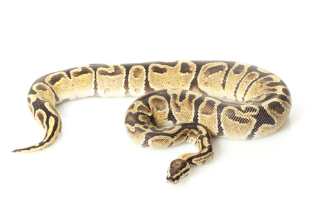Fire Ball Python