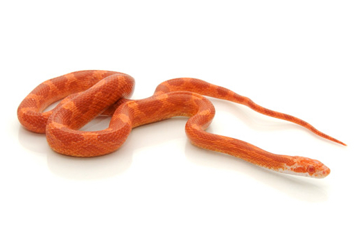 Fire Corn Snake