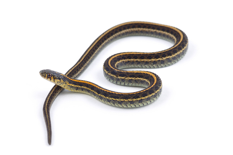 Garter Snake