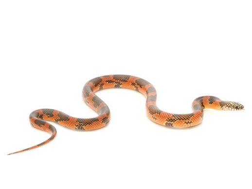 Goins King Snake