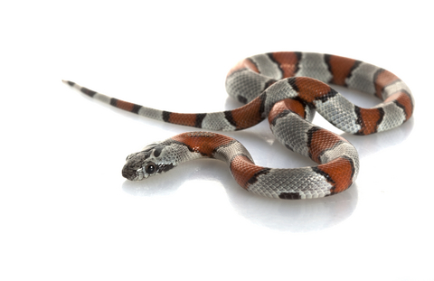 Gray Banded King Snake