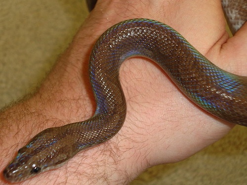Guyana Rainbow Boa