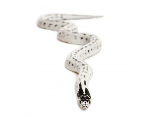 High White California King Snake