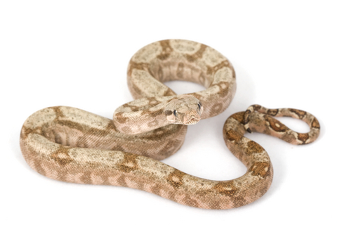 Hog Island Boa