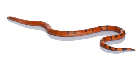 Honduran Milk Snake