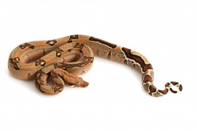 Jungle Boa (Columbian)