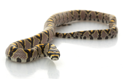 Mandarin Rat Snake