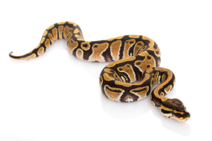 Pastel Ball Python