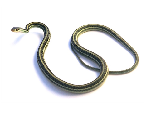 Ribbon Snake for Sale